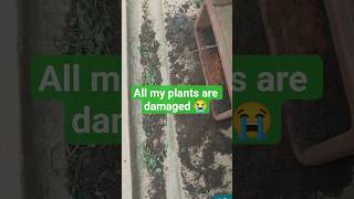 NOOO0‼️#puppy#playing #plant#shocking#scene