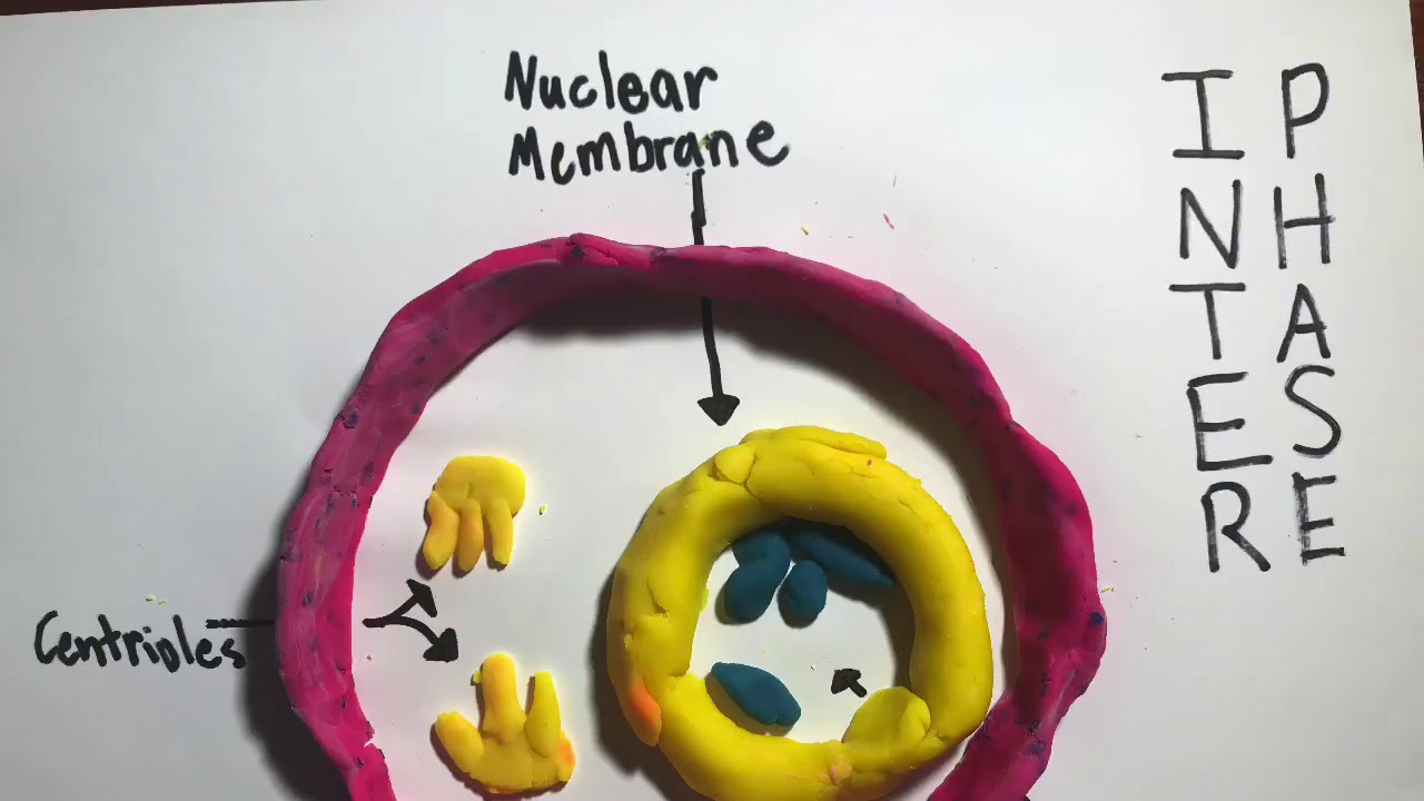 Mitosis Stop Motion Project - YouTube