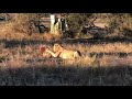 Unbelievable South African Lions Hunting Hyena (2)