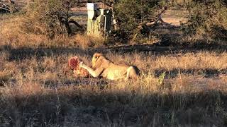 Unbelievable South African Lions Hunting Hyena (2)