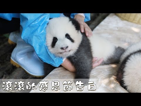 《熊貓主題趴》滾滾的感恩節告白 | iPanda熊貓頻道