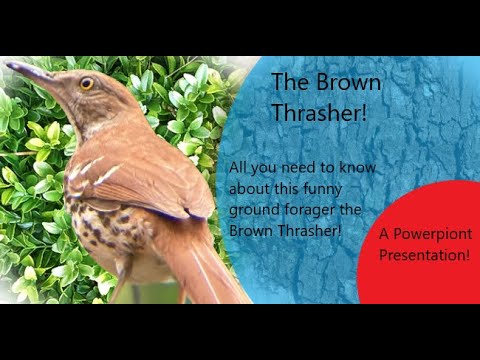The Brown Thrasher