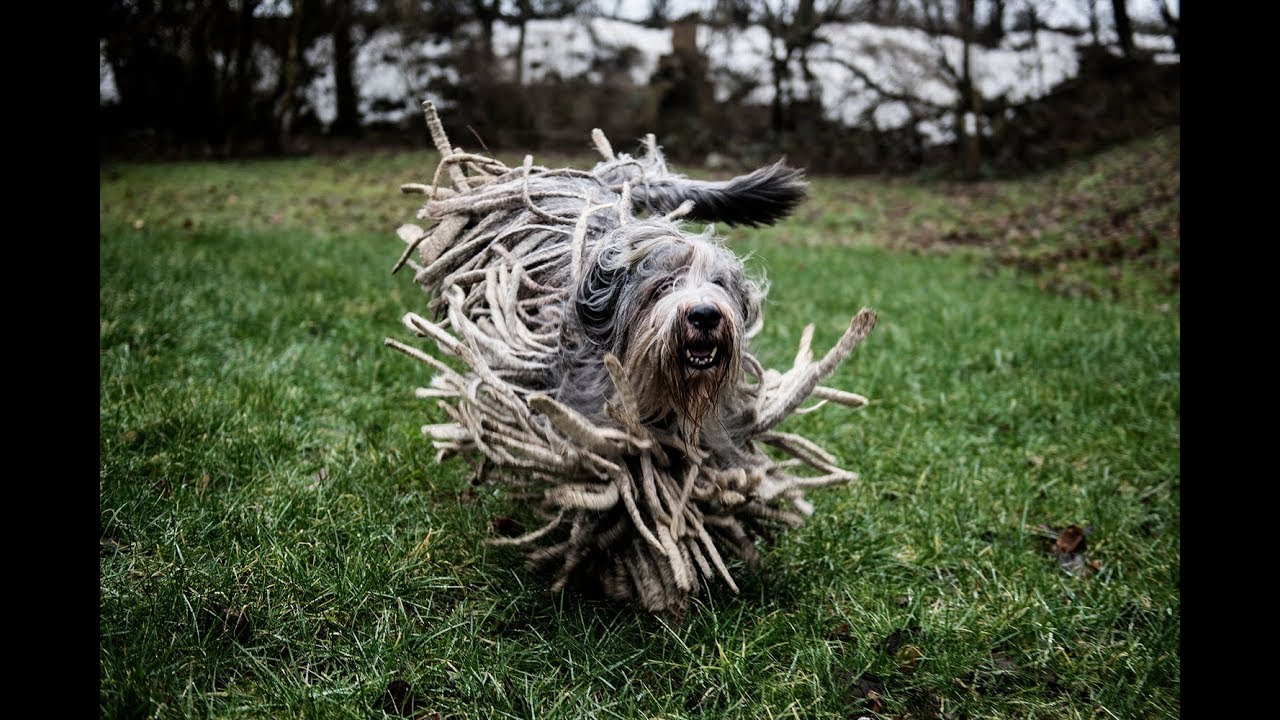 september spil Skifte tøj Hund med dreadlocks - YouTube