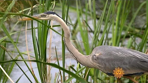 Nature: Savannah National Wildlife Refuge
