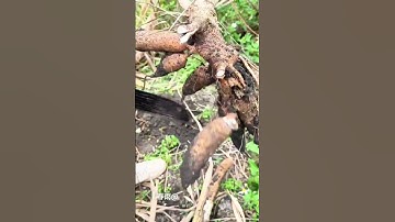 ide cerdas cara memanen singkong dengan alat sederhana #short