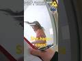Illinois Teen DUI Arrest Escalates: Ellie Masukevich’s Wild Police Bodycam Footage