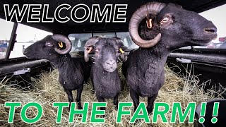 BLACK WELSH MOUNTAIN SHEEP | Picking Up Our Farm’s First Livestock! 🐑