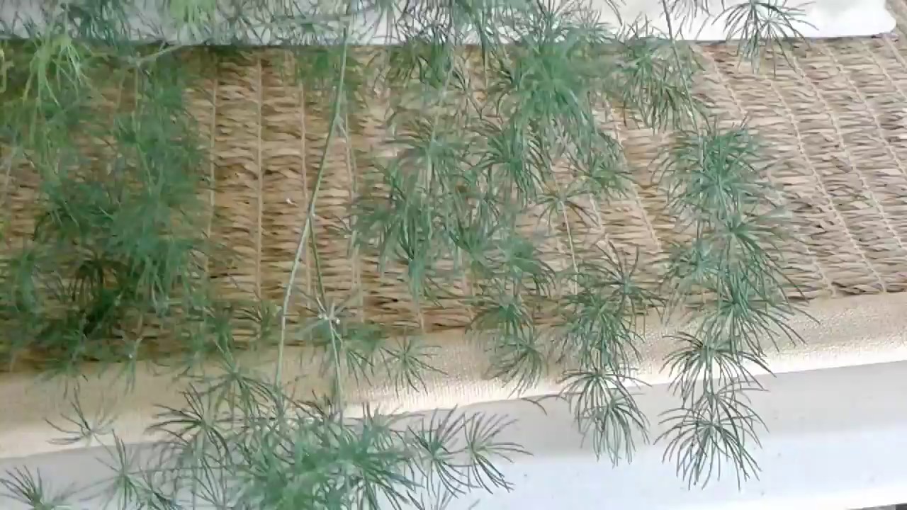 Another and More Type of Asparagus FernFor Sale in the