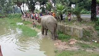 গ্রাম্য এলাকায় হাতি আসলে যা হয় আর কি