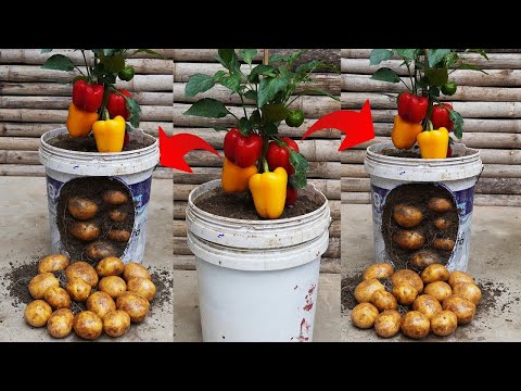 Surprising 2-in-1 Potato