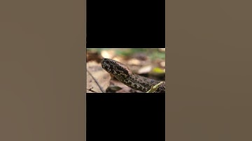 Bất Ngờ Đụng Độ Rắn Lục Núi! Loài Rắn Độc Cực Nguy Hiểm!  #gàlôitrắng #