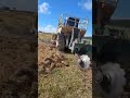 Caterpillar D8 Bulldozer Establishing a Eucalyptus Forest