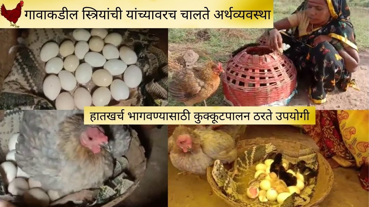 हातखर्च भागवण्यासाठी कुक्कूटपालन ठरते उपयोगी l बाणाईने अंड्यावर बसवली कोंबडी, एवढी निघाली पिल्ले