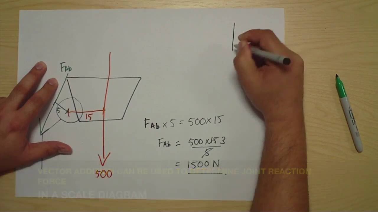 Free Body Diagram Hip