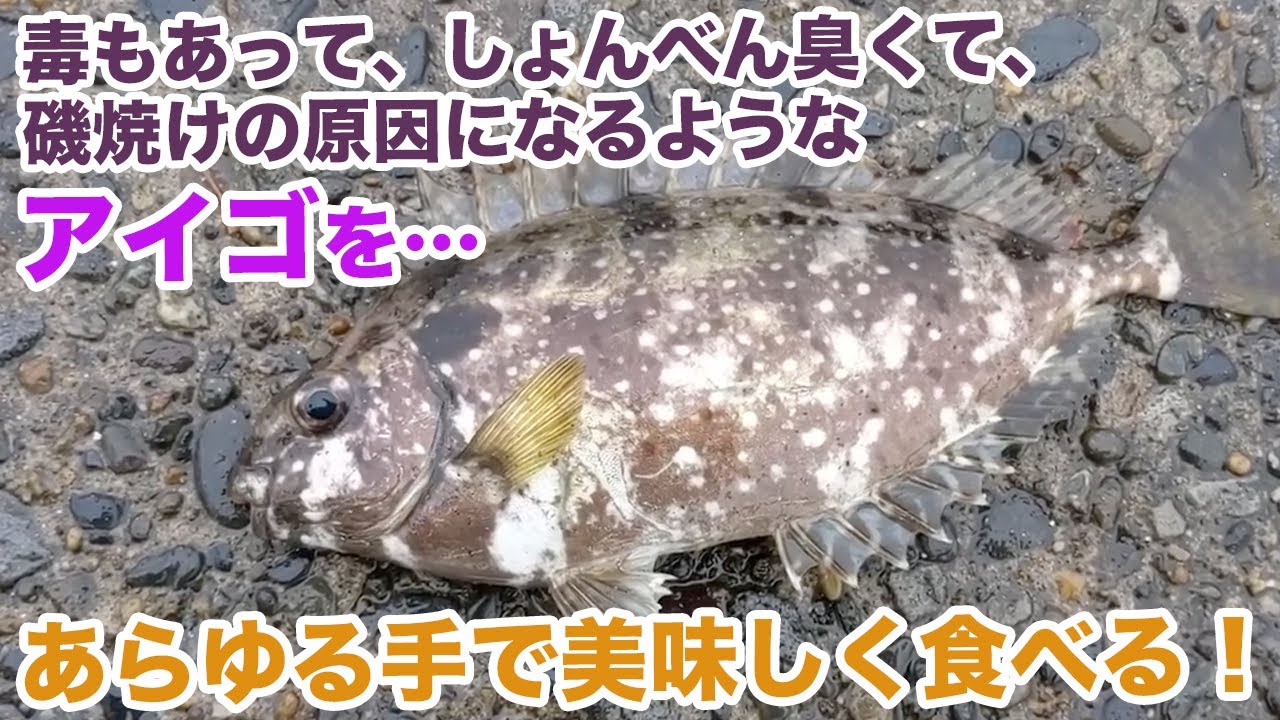 神奈川の バリ島 で釣れる嫌われ者の アイゴ を美味しく食べる Youtube