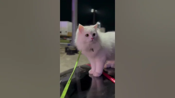 Watch the video about #catvideos #cat #cuteanimal #cutecat #catshorts #cute #cutepet #persian #persiancat #cattravels #lov
