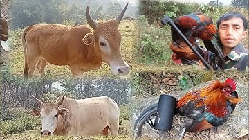 hnub no mu saib nyuj thiab tua Tau ib tug qaib qu nawb