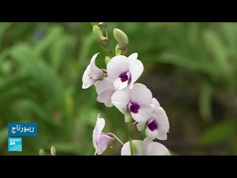 أزهار الأوركيد رمز للبساطة والكمال في تايلاند ومصدر رزق لآلاف الأشخاص
