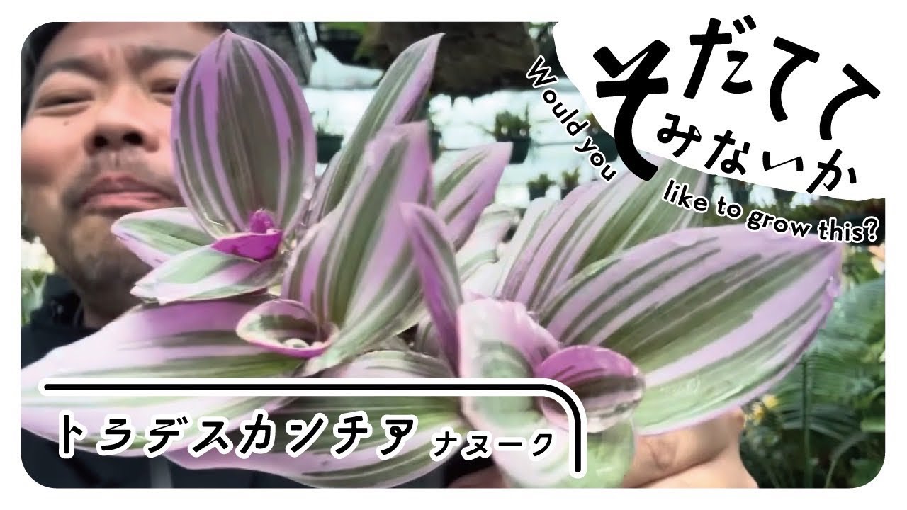 Why not try growing this plant that grows quickly and blooms