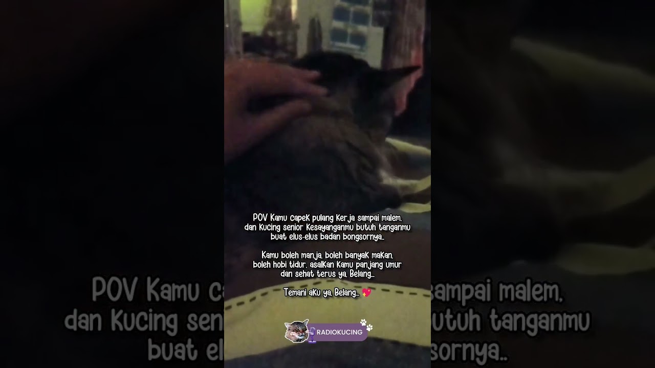 Belang... Makasih banyak udah nemenin selama 12 tahun ini... | Radio Kucing #shorts