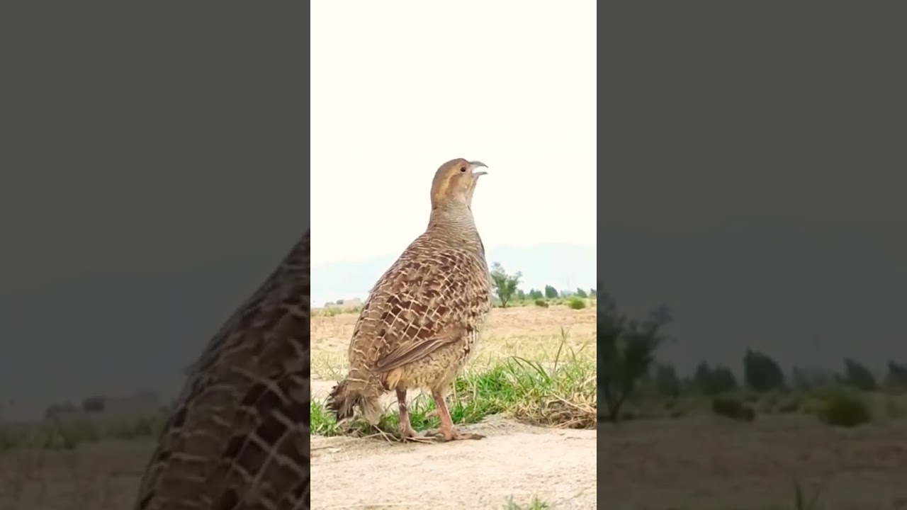 Irani Teetar Ki Awaaz Grey Francolin Suond 