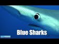 Dive Azores #01 - Blue Sharks - Hans-Peter Endler