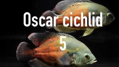 Top 10 most aggressive cichlids