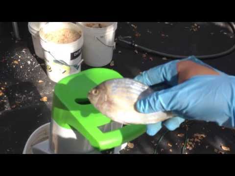 Easy Chum, Wood Chipper Fishing Chum
