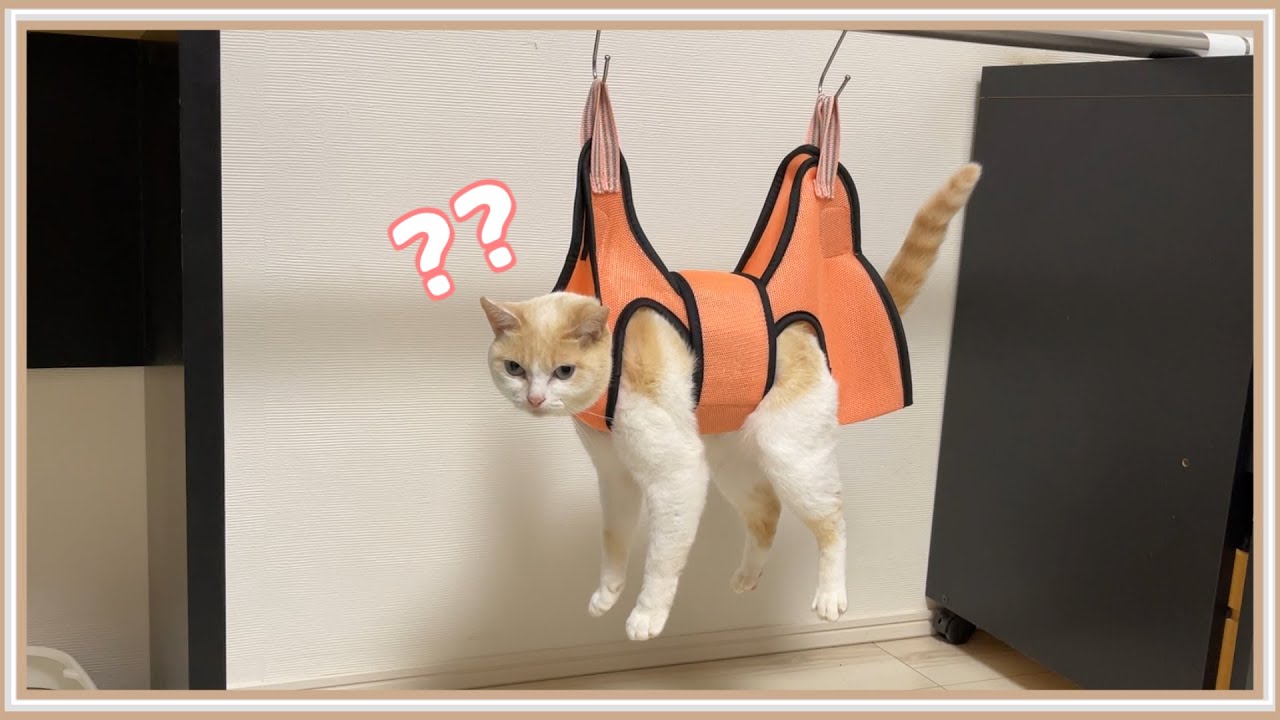 悲報】爪切りで暴れまくったせいで吊られてしまった猫 - YouTube