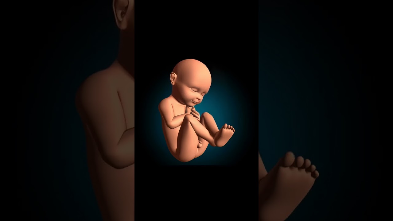 Baby in Womb Animation - Pregnant Fetus 