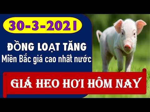 Giá heo hơi hôm nay ngày 30/3/2021 - Đồng loạt tăng giá mạnh