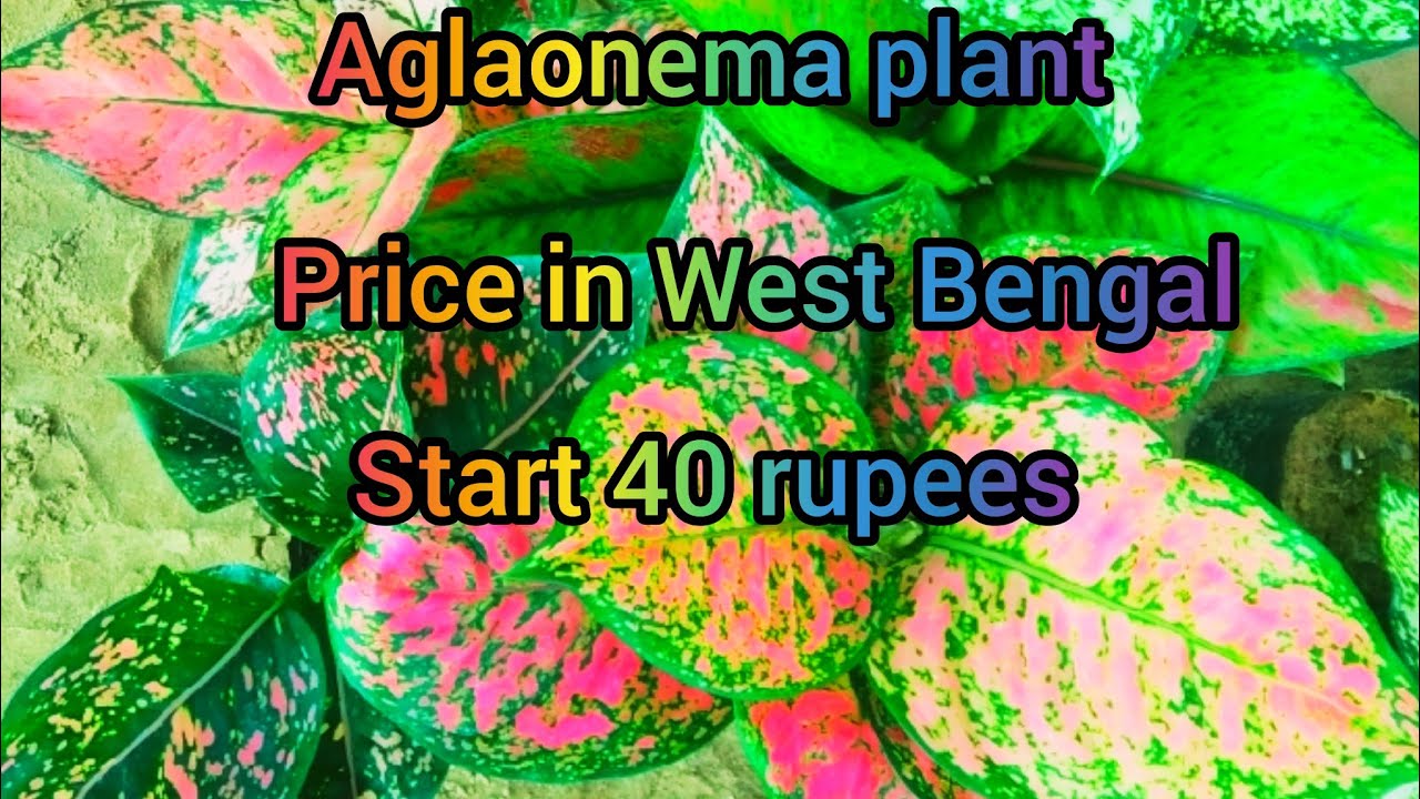 aglaonema plant price in west bengal 6 most popular aglaonema plant
