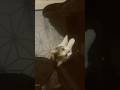 #cat #kitten #lifeisbutadream #𝓬𝓪𝓽𝓾𝓹𝓭𝓪𝓽𝓮