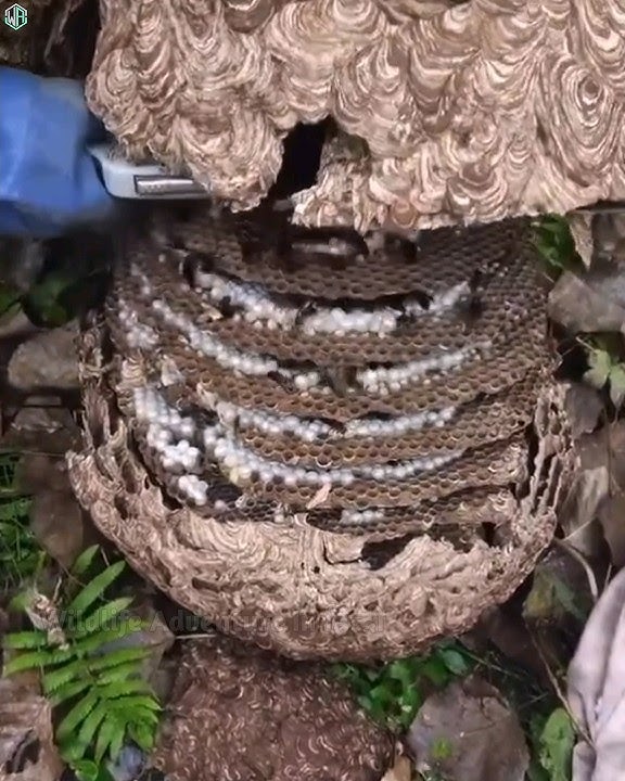 ततैया के छत्ते को घर से कैसे हटाएं.? #shorts #viral #animals