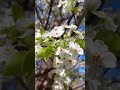 #spring #flowers #viral #shorts