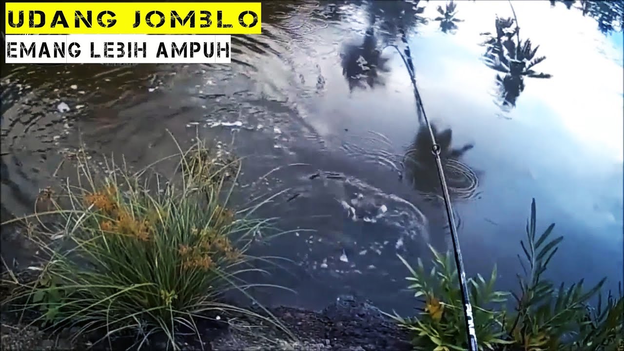 UMPAN JITU mancing ikan barramundi 