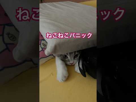 #保護猫 子猫のねこねこパニック #cat #shorts