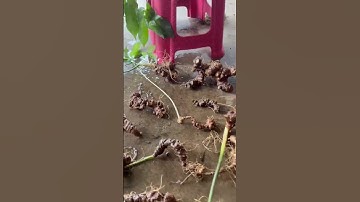 #sâm_ngọc_linh_rừng @All 13 củ 1kg sâm rừng VIP toàn củ 12-25 năm cực già đep  #sâm_ngọc_linh_rừng