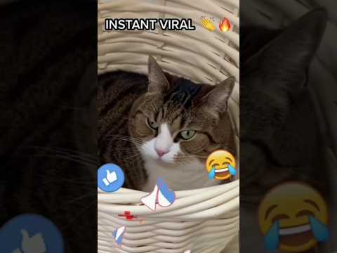 يا إلهي هذه القطة خارجة عن السيطرة