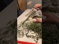 Saving seeds and drying plants for winter