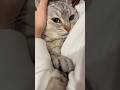 飼主帰宅で全力で愛でられるマンチカンが可愛すぎる...!! #cat #猫