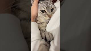 飼主帰宅で全力で愛でられるマンチカンが可愛すぎる...!! #cat #猫