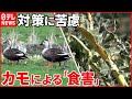 【各地で被害】カモによる「食害」  “共存”模索も…農家は対策に苦慮