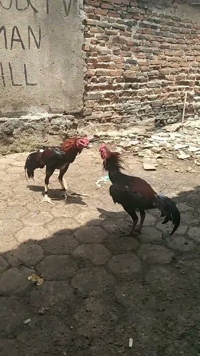 tehnik vs kuda lari