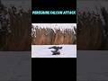 PEREGRINE FALCON ATTACK #trending #falcon #birds #animals #peregrinefalcon #eagle #youtubeshorts