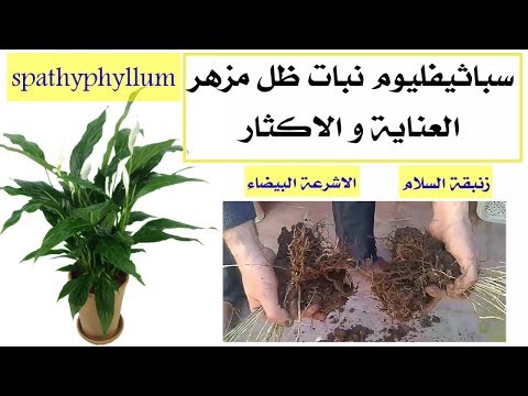 فيديو: Spathiphyllum 