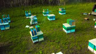 Промышленное пчеловодство в Сибири. Пасека Матюшкиных. Кемерово 2017