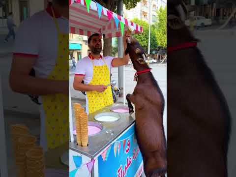 بز بستنی خور دیده بودید