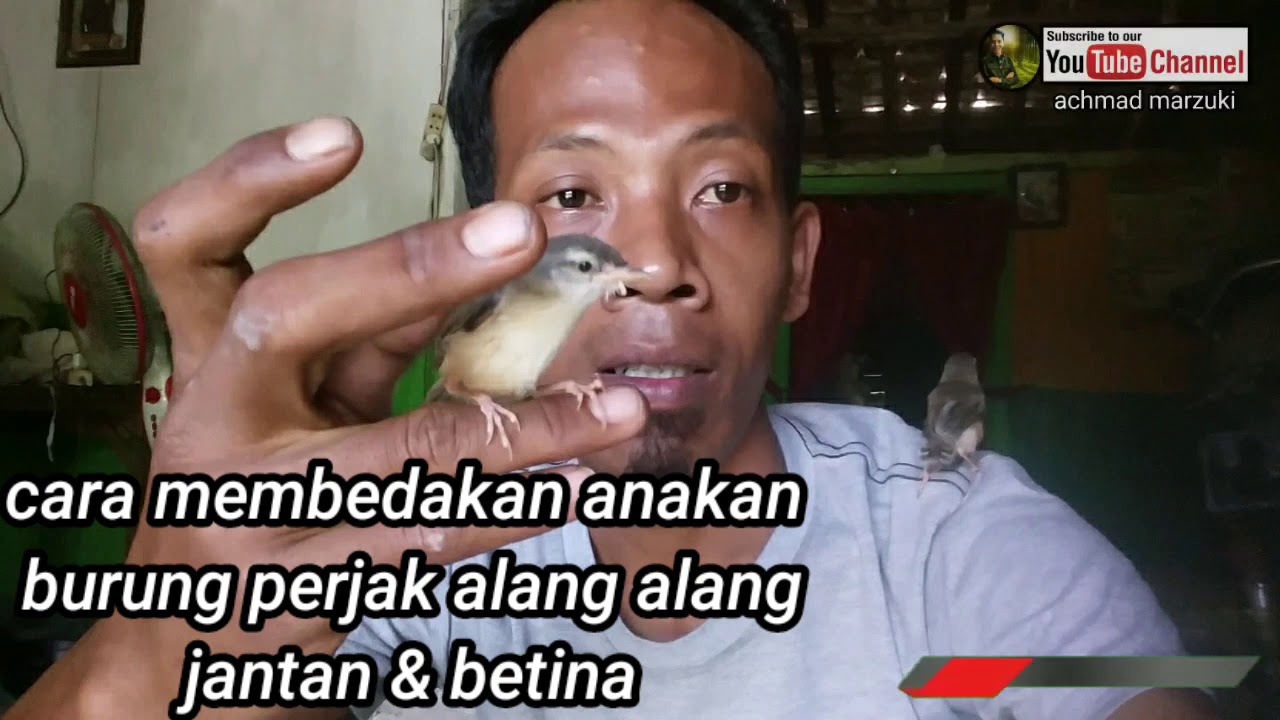 Cara membedakan perjak Alang Alang/ciblek sawah jantan dan Cara membedakan perjak Alang Alang/ciblek sawah jantan dan
