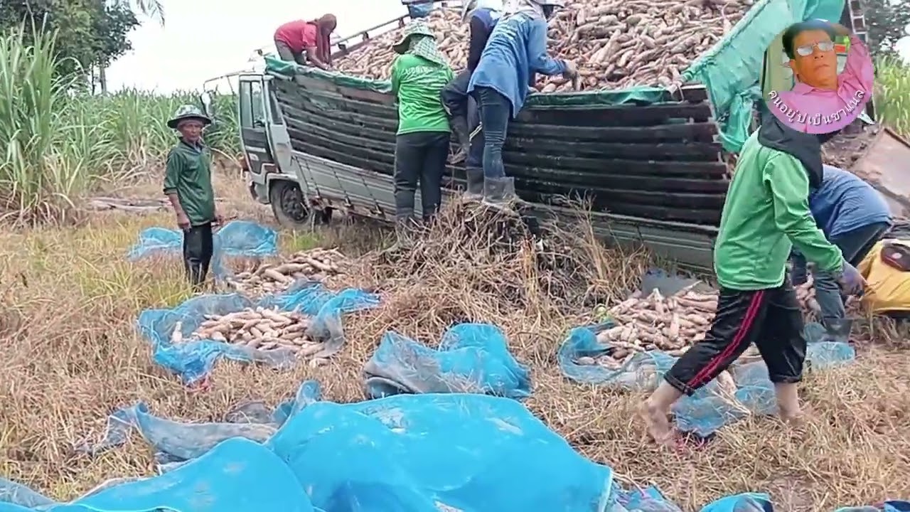 มันราคาหน่อยเฮ็ดกะยากฝนกะตกรถกะมานอนยาวอีกเก็บหัวมันออกเก็บหัวมันใส่รถพี่น้องเอ้ย